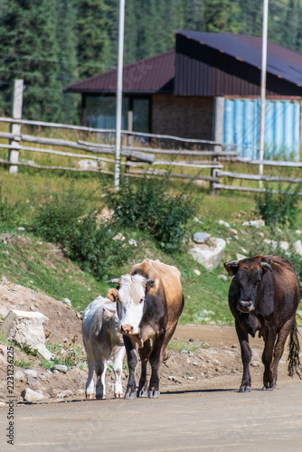 Close-up of Cattle on the road in the Barskoon valley in Northern Kyrgystan.