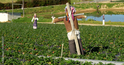 Strawberry farm with scarecrow on a sunny day 4k