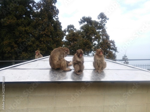 Sticker Japanese Macaques Sitting Together on a Roof at Takasakiyama Monkey Park, Oita,