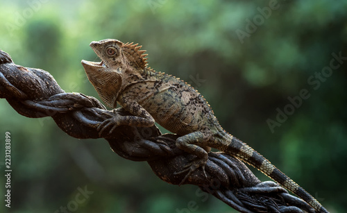 crested forest dragon (gonocephalus chamaeleontinus) perching on twisted vine