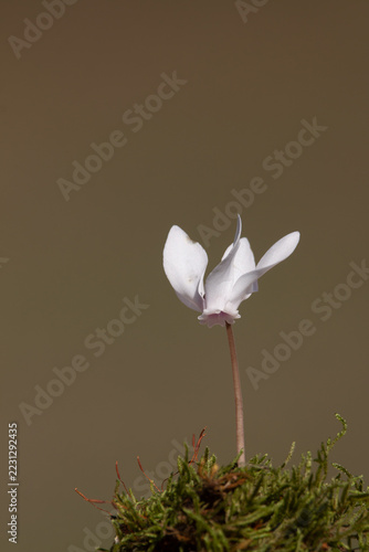 Vertical wild white cyclamen flower on moss against soft background in October