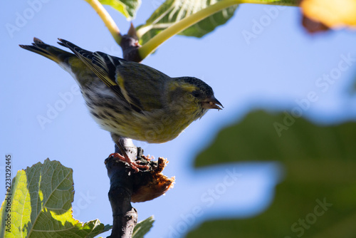 Male Eurasian Siskin feeding on a dry fig in Greece in October