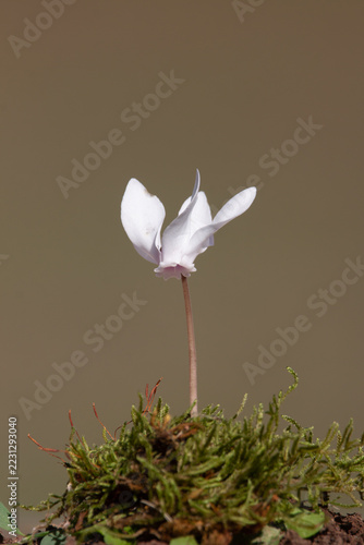 Vertical wild white cyclamen flower on moss against soft background in October