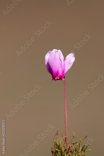 Vertical wild pink cyclamen flower against soft background in October