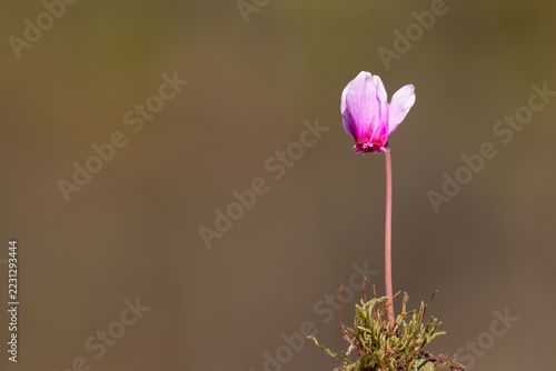 Delicate pink wild cyclamen flower against soft background in October
