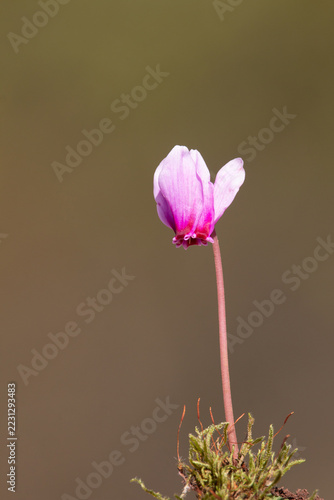 Vertical wild pink cyclamen flower against soft background in October