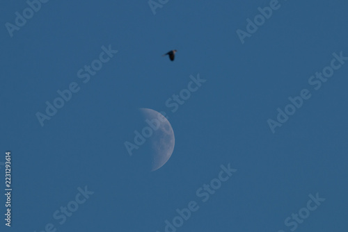 Eurasian collared dove flying near the moon in the daytime sky in October