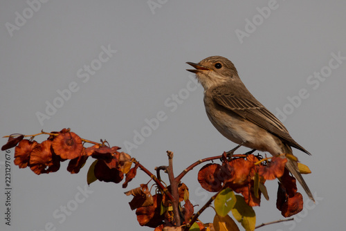 Spotted flycatcher (Muscicapa striata) perched on an autumn branch calling in Greece in October