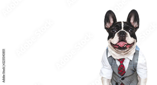 Fotografie Elegant French bulldog wearing a business waistcoat and red plaid tie isolated o