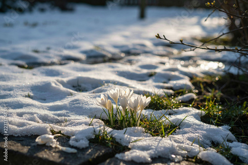 Close up of white crocus flowers blooming in a patch of melting snow, with green grass visible and soft sunlight casting shadows on the ground isolated on a transparent background