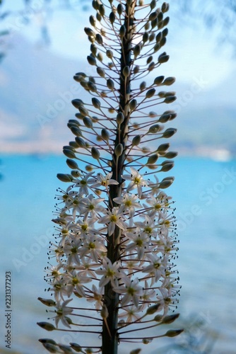 Fotografie А beautiful vertical close-up shot of a blooming Sea Squill (Drimia maritima) flower spike with delicate white petals and green buds