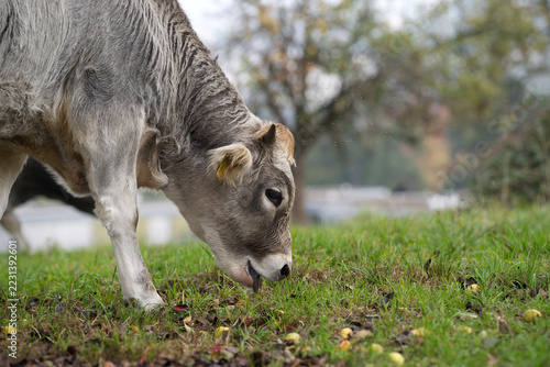 Herd of cows breed Rätisches Grauvieh grazing on meadow at Swiss city of Zürich on an autumn day. Photo taken October 20th, 2026, Zurich Schwamendingen, Switzerland.