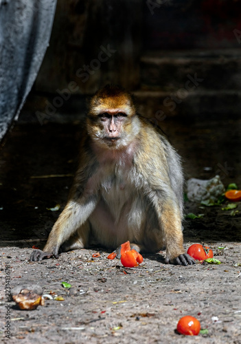 Barbary macaque eats tomatoes. Latin name - Macaca sylvanus