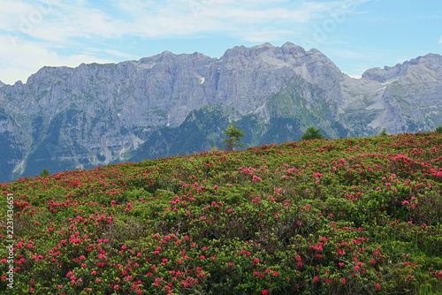 Fotografie Blooming pink rhododendron on a mountain meadow with Pietra Grande ridge in Bren