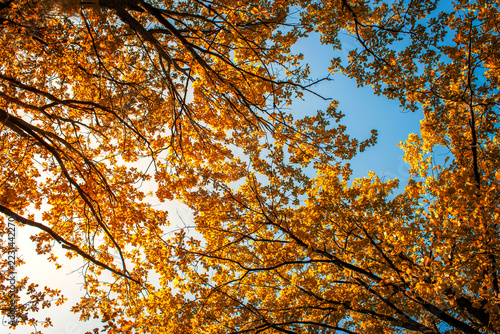 Tree with colorful leafs in fall on background blue sky.