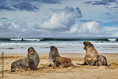 New Zealand sea lions on the sandy beach on Catlins Coast of Otago region in New Zealand