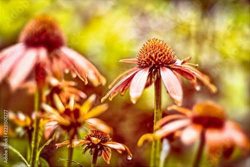 Lovely Coneflowers