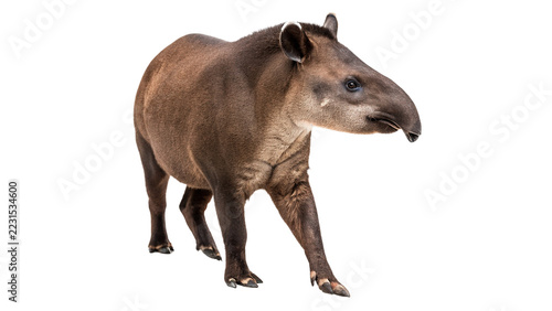 Photography A wild brown south american tapir animal standing isolated on transparent backgr