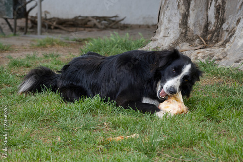 Border collie chewing a bone on green grass outdoors