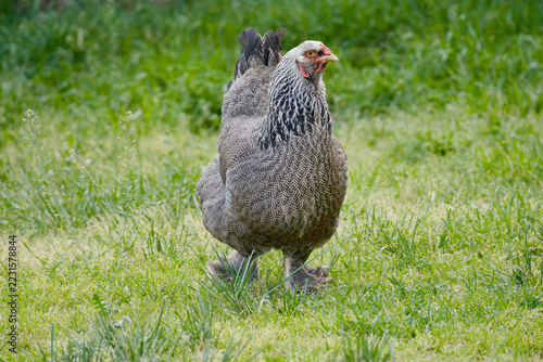 brahma hen with feathered legs standing on green grass in a rural farm yard outdoors