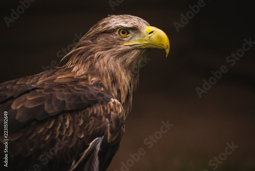 Majestic eagle portrait with a bright yellow beak against a dark background