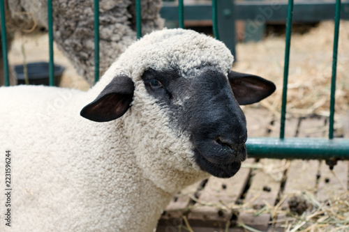 Close up portrait of a black faced sheep looking at camera inside a farm enclosure pen