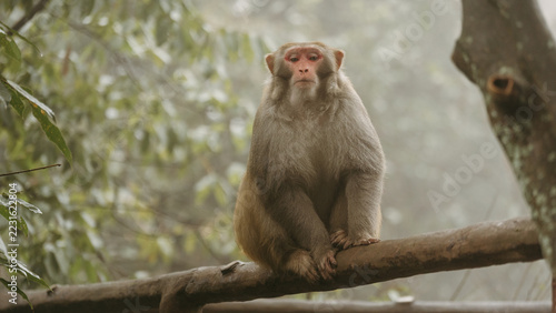 Photography Monkey sitting on a branch in a misty green forest