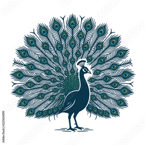 Elegant Peacock with Spread Feathers Display.