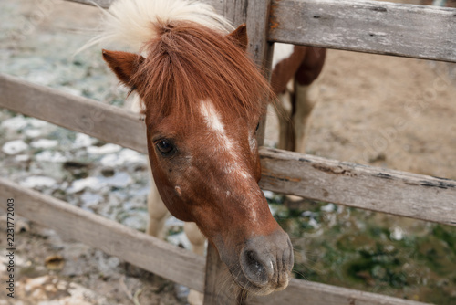 Curious Pony Peering Through Wooden Fence at Farm