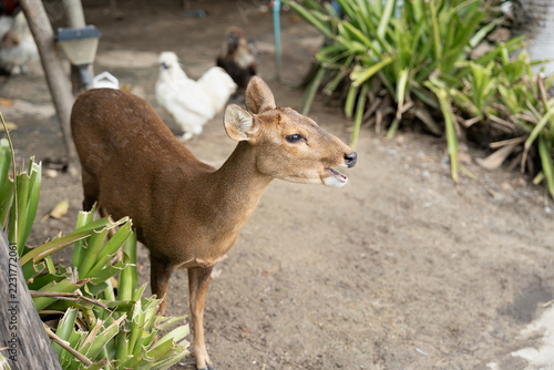 Muntjac Deer Standing in Garden with Chickens