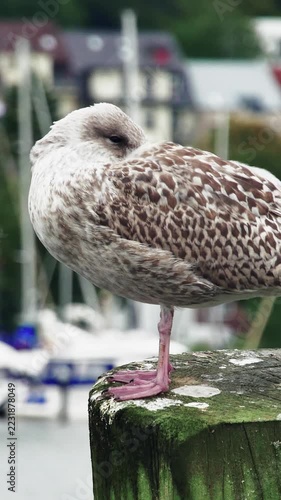 Young sea bird sleeping peacefully on a timber pier post against a blurred marina background, vertical 9-16 orientation.