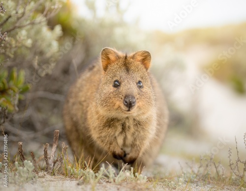 A small, fuzzy marsupial with a curious expression sits in sandy, scrubby terrain