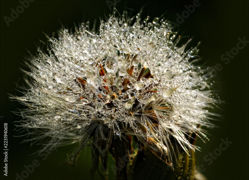 Dandelion seed head covered with morning dew drops