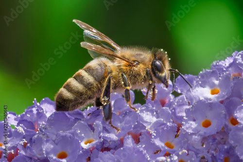 Honey bee on butterfly bush flowers in summer