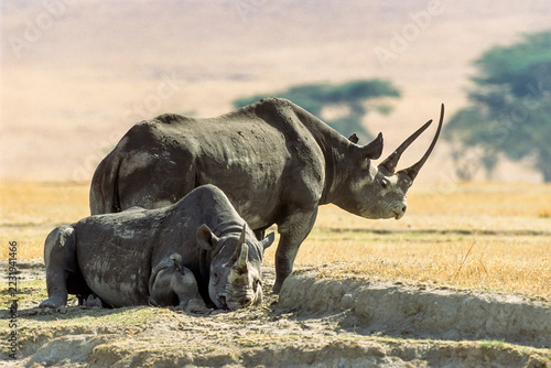 Black rhinoceros resting and standing Tanzania