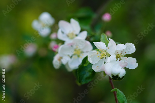 White apple blossoms on branch in soft focus spring background