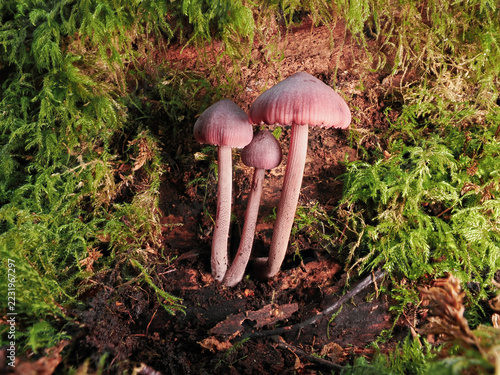 A Bleeding Fairy Helmet Mushroom on a mossy Log