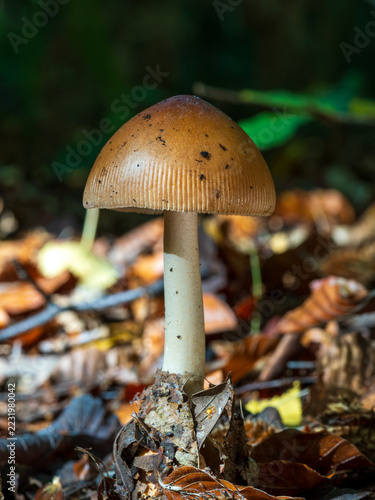 The Tawny Grisette Mushroom in Leaf Litter