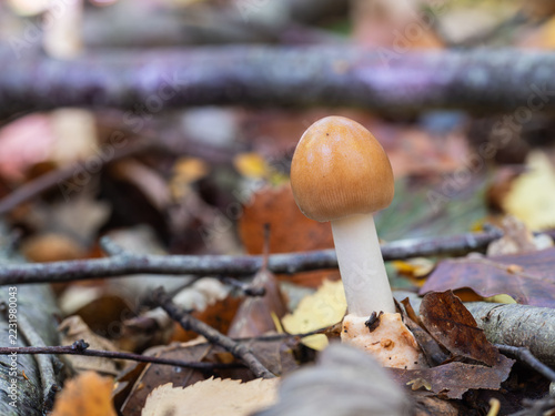 The Tawny Grisette Mushroom in Leaf Litter