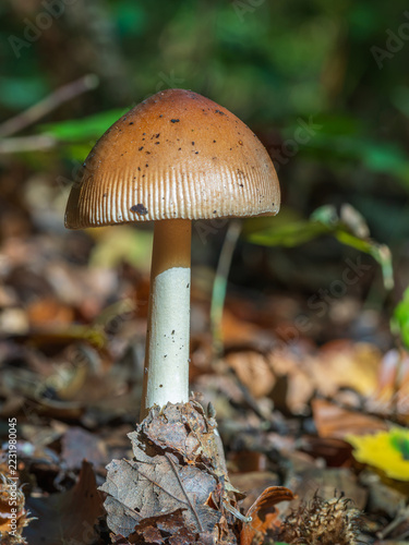 The Tawny Grisette Mushroom in Leaf Litter
