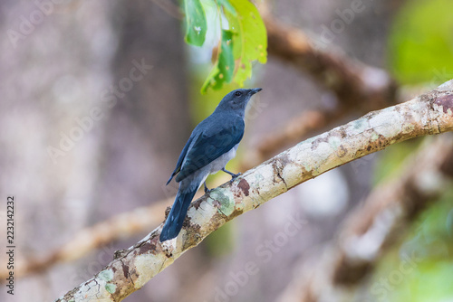 Black-winged Cuckooshrike (Coracina melaschistos)  a rare bird on the branch of the  tree.