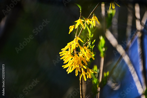 Blooming yellow forsythia branches in spring sunlight
