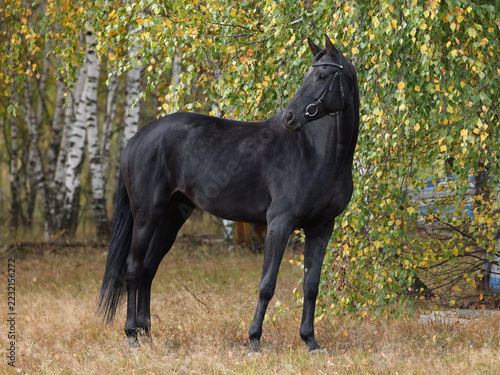 Thoroughbred black horse walks against the autumn nature