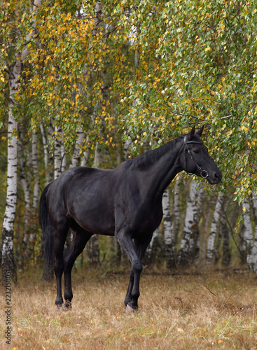 Thoroughbred black horse walks against the autumn nature