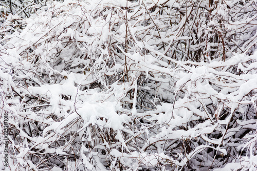 A close-up of snow-laden branches, creating a serene and picturesque winter landscape.