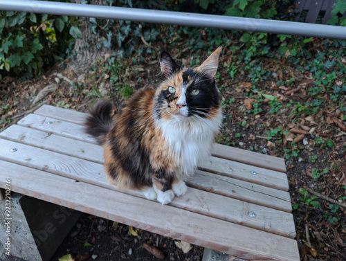 Obraz na plátně Katze, Kätschen, Haustier, Fell, Schön