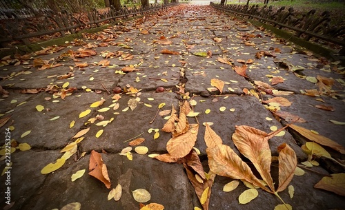 An alley with fallen leaves in an autumn park.