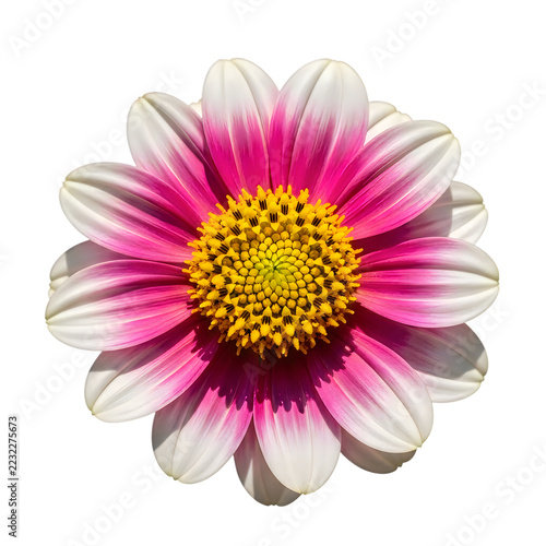 Beautiful pink and white flower with a bright yellow center