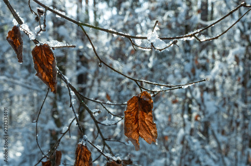 Withered brown leaves hanging on frosty tree branches covered with glittering ice crystals and snow in a forest. Winter botanical close up for seasonal cold weather concepts