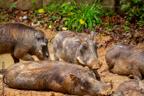 Close-up of a common warthog (Phacochoerus africanus) walking across the African savannah. A herd of wild boar in their natural habitat. A showcase of African wildlife, safari, and biodiversity.